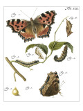 Butterfly Metamorphosis II