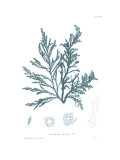 Nature Print in Aqua I
