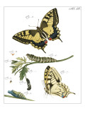 Butterfly Metamorphosis III