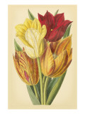 Tulip Array II