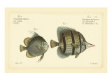 Bloch Antique Fish III