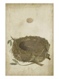 Bird's Nest Study II