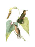 Delicate Hummingbird II
