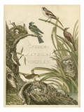 Sanctuary for Birds