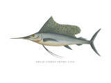 Broad Finned Sword-Fish