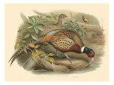 Gould Pheasants I