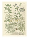 Weinmann's Garden IV