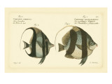Bloch Antique Fish I