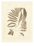 Sepia Ferns II