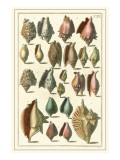 Seba Shell Collection III