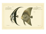 Bloch Antique Fish IV
