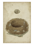 Bird's Nest Study I