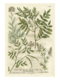 Weinmann's Garden II