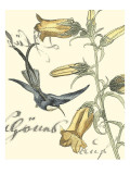 Non-Embellished Hummingbird Reverie I