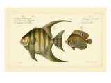 Bloch Antique Fish VI