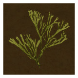 Dramatic Kelp II
