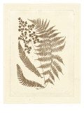 Sepia Ferns III