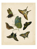 Antique Entomology I
