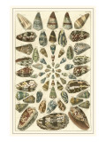 Seba Shell Collection V
