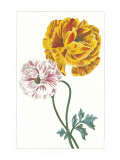 Ranunculus II