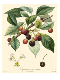 Bessa Cherries