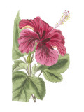 Antique Hibiscus I