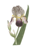 Iris Varieties VI