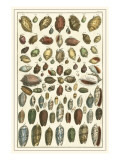 Seba Shell Collection VI