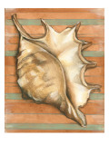 Shell on Stripes II