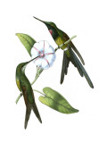Delicate Hummingbird III