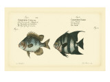 Bloch Antique Fish II