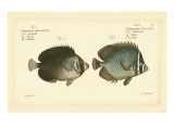 Bloch Antique Fish V