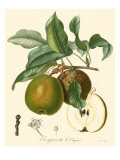 Bessa Pears