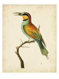 Nodder Tropical Bird I