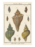 Fuseau Shell pl 426