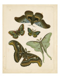 Antique Entomology II