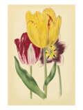 Tulip Array I