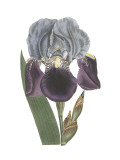 Iris Varieties I