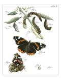 Butterfly Metamorphosis IV
