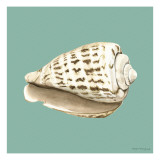 Shell on Aqua II