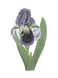 Iris Varieties III