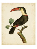Nodder Tropical Bird III