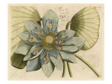 Blue Lotus Flower I