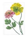 Ranunculus I