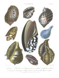 Conchology Collection II