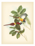 Gould Birds of the Tropics III