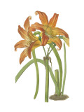 Lily Varieties IV