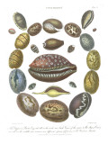 Conchology Collection III