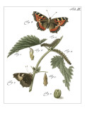 Butterfly Metamorphosis I