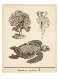 Sea Turtle Study I